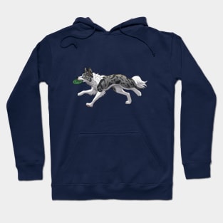 Running Blue Merle Border Collie with Frisbee Hoodie